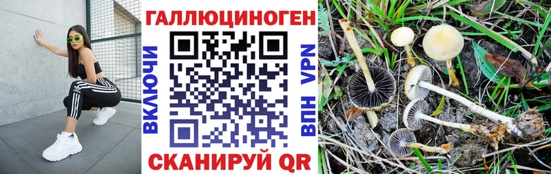 купить   Анапа  Галлюциногенные грибы Psilocybine cubensis 